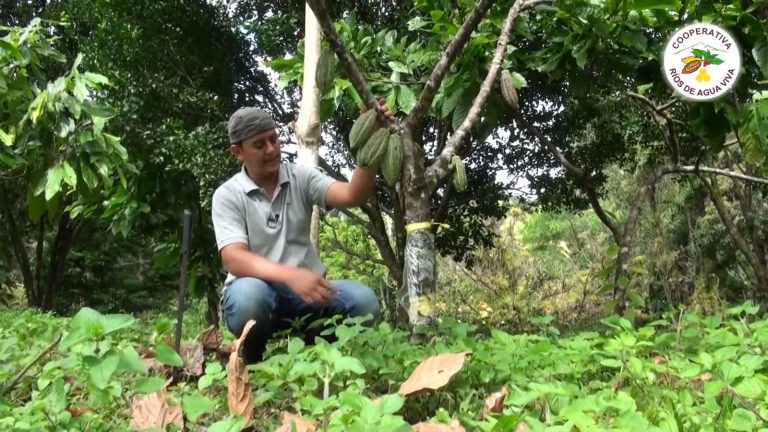 Cacaoteros de Ríos de Agua Viva siguen con rehabilitación de parcelas