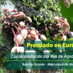 Premiado en Europa cacao producido en Ríos de Agua Viva